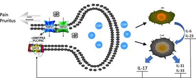 The Role of Nociceptive Neurons in the Pathogenesis of Psoriasis